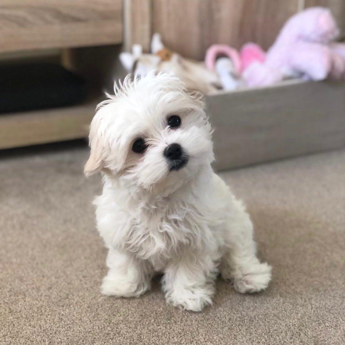 Luna, a 10 weeks old Pure snowy white Golden Retriever puppy